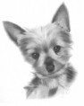 /album/kresby-zvieratiek/teacup-yorkie-pencil-drawing-2-jpg/
